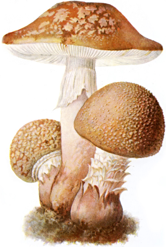 amanita rubescens
