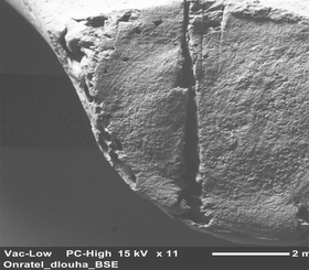 Snímek ze SEM (David Rieger) Zářez na kloubní ploše obratle (mladší doba bronzová, Morava) 