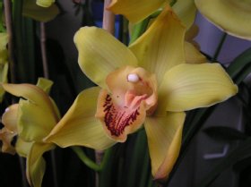 Cymbidium, Orchidaceae